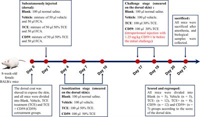 IP3R-dependent mitochondrial dysfunction mediates C5b-9-induced ferroptosis in trichloroethylene-caused immune kidney injury